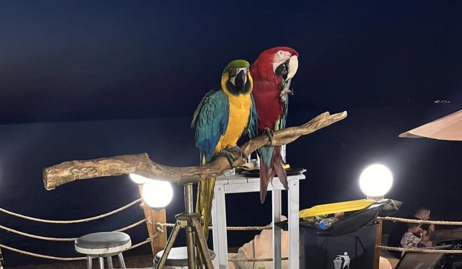 Им ги исекол крилата на папагалите за туристи да се сликаат со нив, сопственикот доби казна