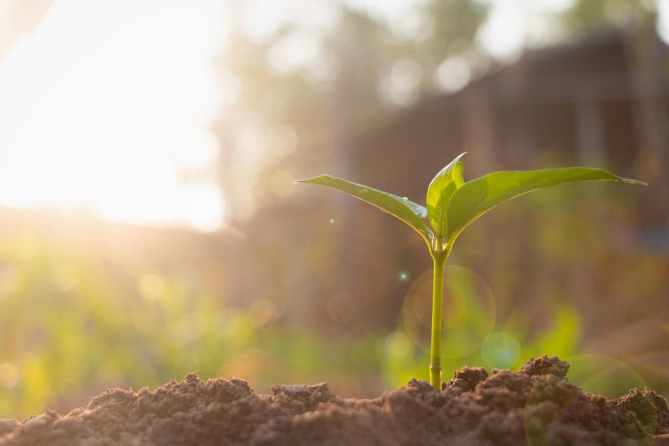 Советот на ЕУ усвои нови правила за зајакнување на отпорноста на почвата во Европа