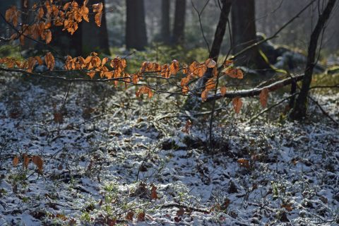 Најстудено утрово во Берово и Битола -4 степени