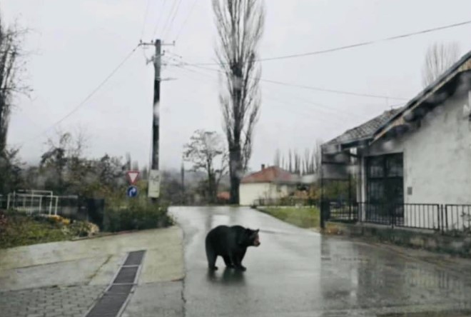 Мечка среде бел ден се прошета низ село во Ранковце: „Не смее да се убива“!