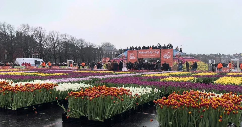 ВИДЕО: Отворена градина со 200.000 лалиња, означен почетокот на сезоната во Холандија