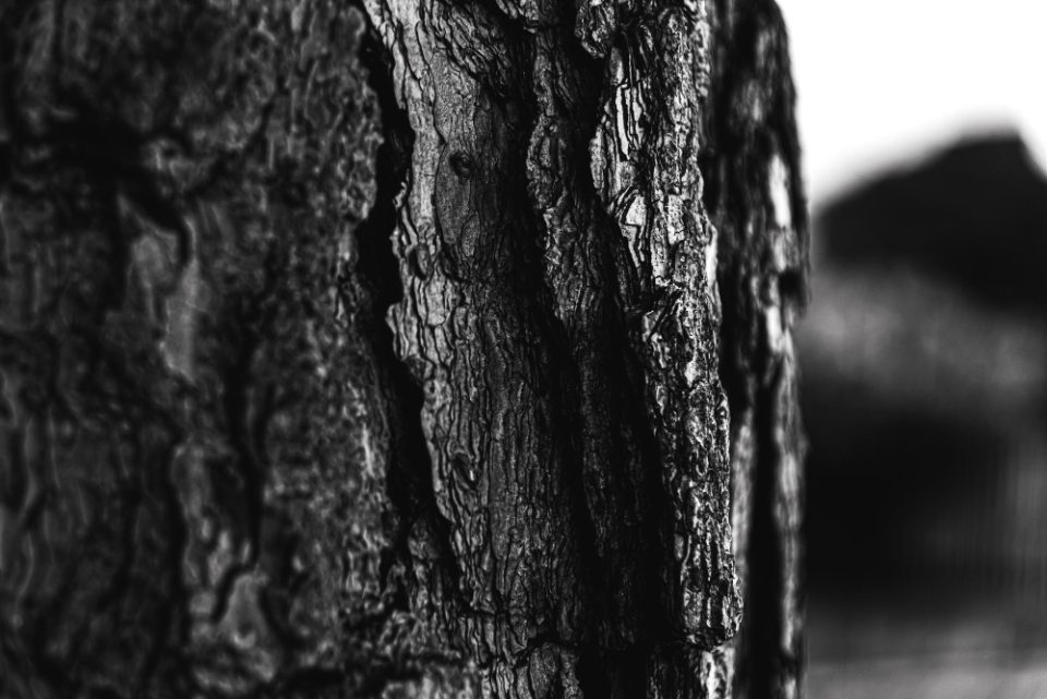 Укрина е полна со графит, клучен минерал за производство на батерии за електрични возила