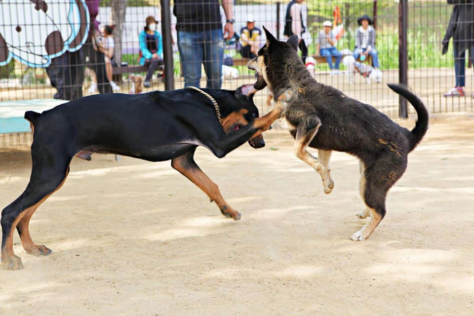 Битолското обвинителство поднесе обвинение за организирање борби со кучиња