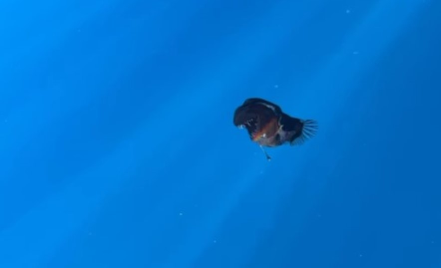 Во шпанското приморје забележана ретка риба-грабливка (ВИДЕО)