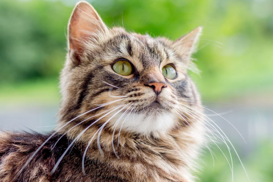 Дали знаете зошто вашата мачка „пасе“ трева?