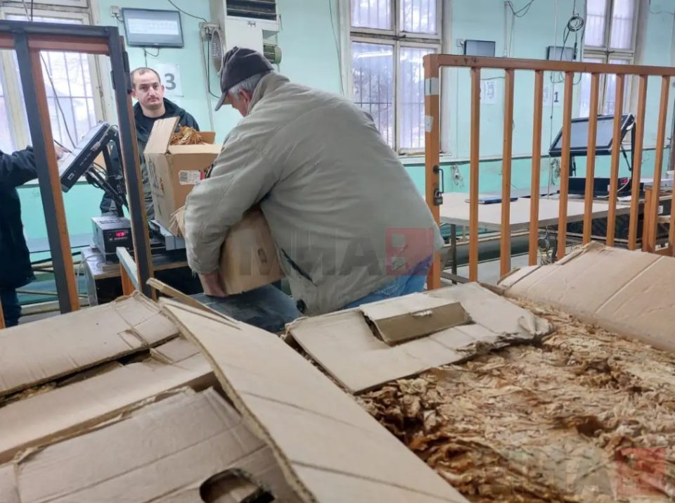 Во тек се преговорите со откупувачите за новата реколта тутун