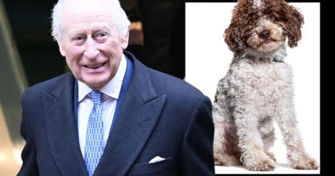 Кралот Чарлс има ново милениче