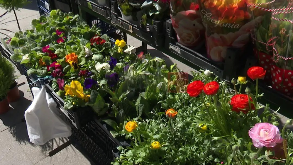 За празник увезено, скапо цвеќе, за уредување градини има домашни расадници