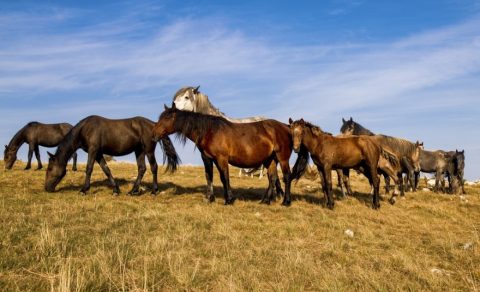 СДС до власта: ЕУ не сака ТРОЈАНСКИ КОЊИ! Јавноста до СДС: КОЊИ едни, за Србија зборуваат!
