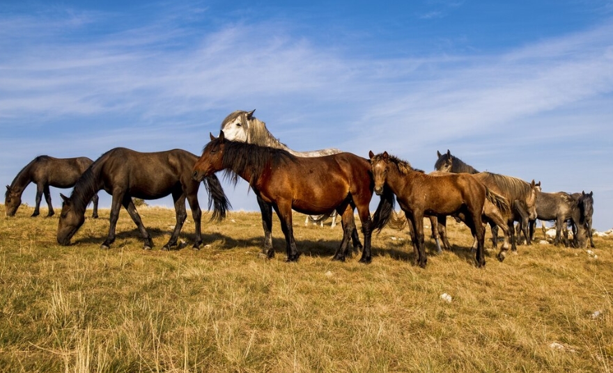 Илјадници диви коњи застрелани од хеликоптери – контроверзен план за контрола во Австралија