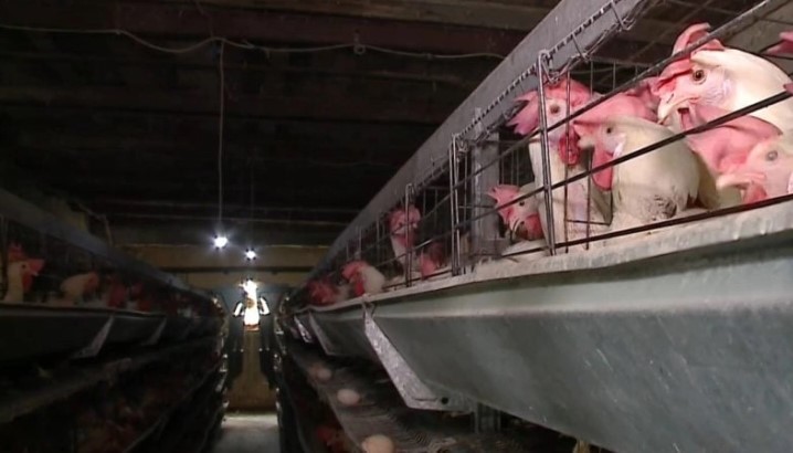 Се шири птичјиот грип во Албанија, уништени 68.000 кокошки