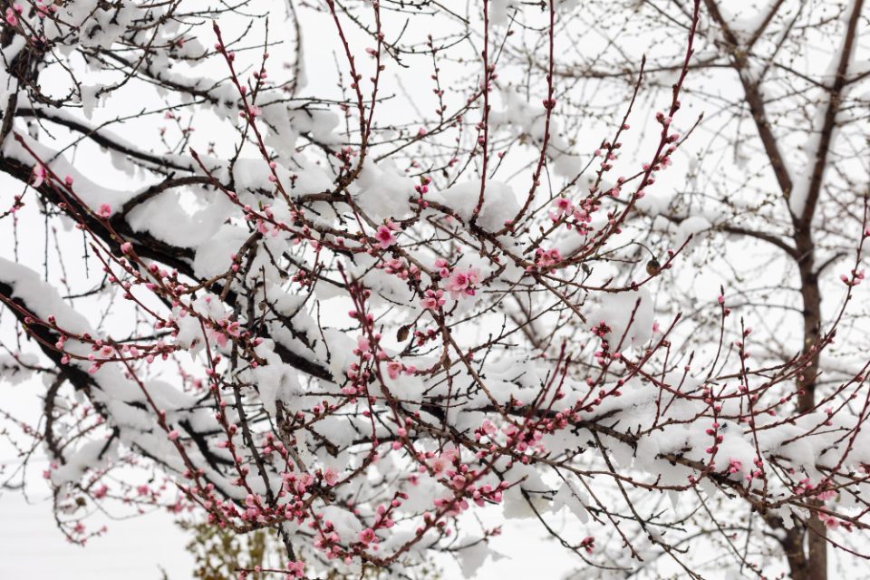 Пообилни врнежи од дожд попладнево и во текот на ноќта, а на планините од снег