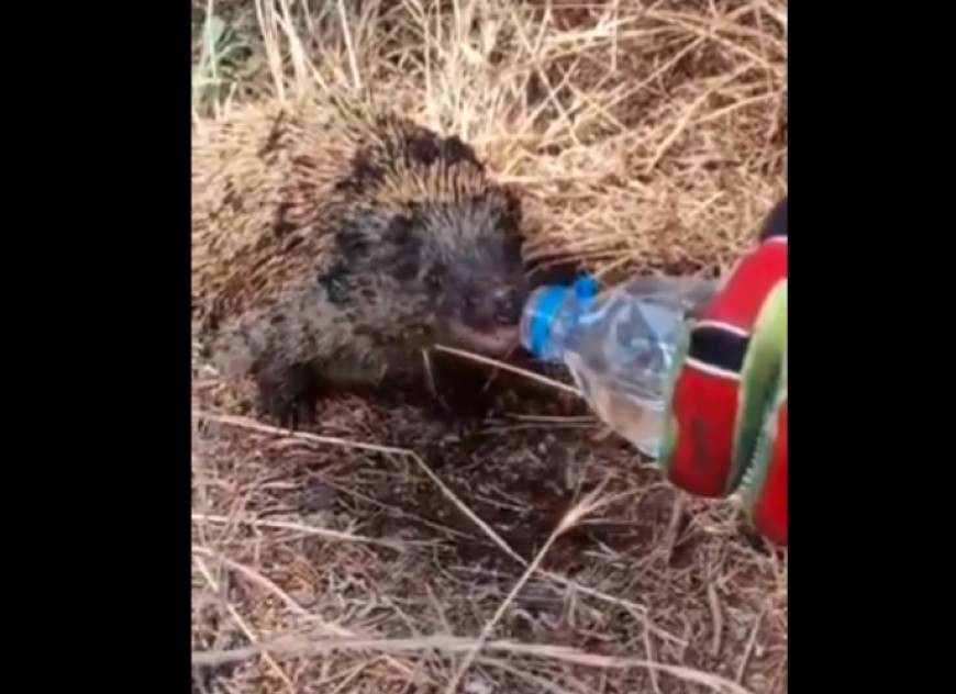 ВИДЕО: Жеден еж спасен по пожар во Грција