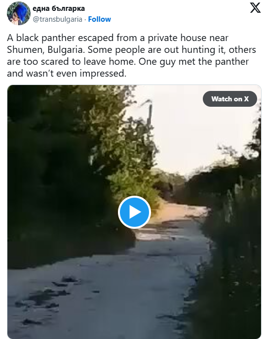 Реалност или лага: Црн пантер со денови сее страв во североисточна Бугарија