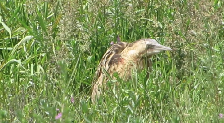 Над 500 видови птици ќе исчезнат до крајот на веков