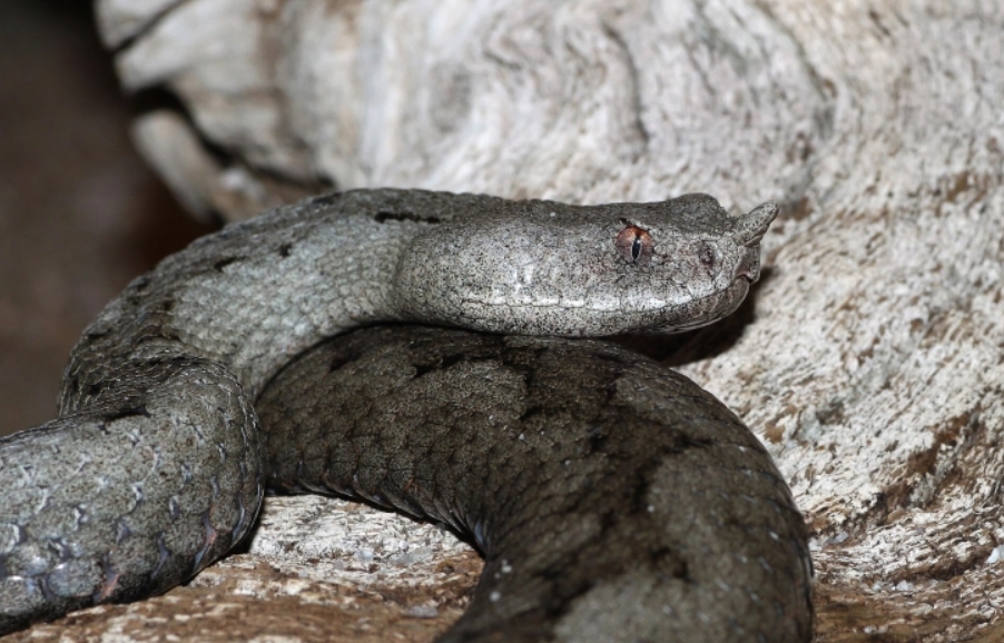 УЖАС на аеродром: Пронајдени 48 отровни змии и пет желки во куфер