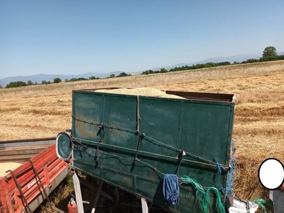 Во Казнено-поправниот дом Прилеп започна жетвата на 160 декари јачмен