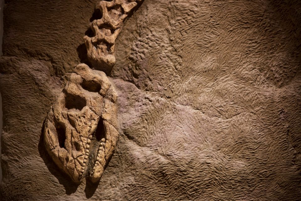 Откриен нов вид на диносаурус