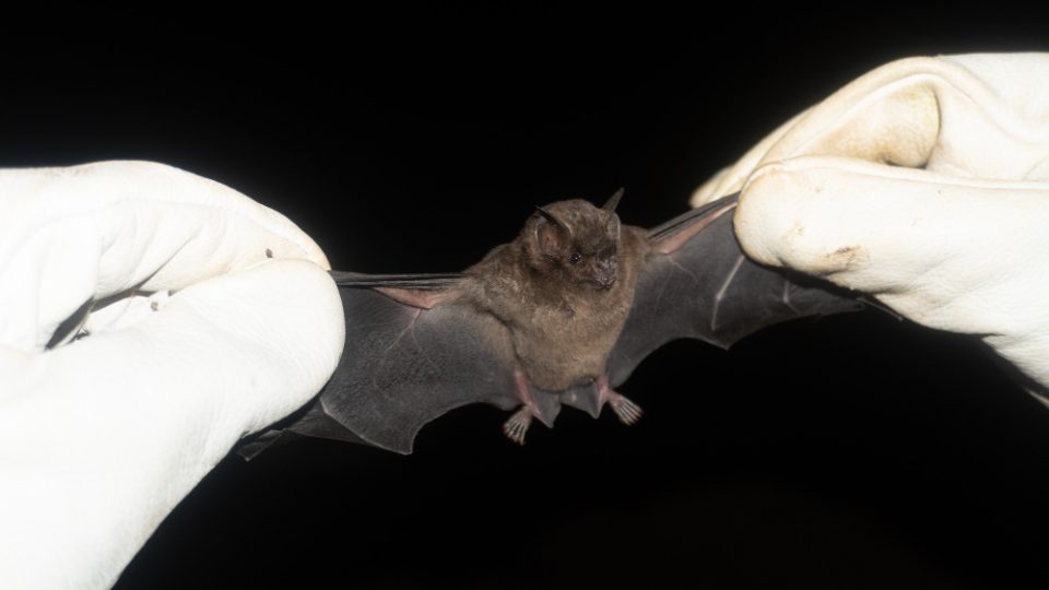 Лилјаците „најнеправедно“ третираните животни на Земјата, ако исчезнат ќе страда цел екосистем