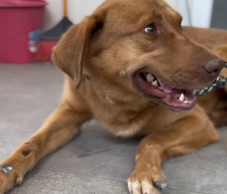 ВИДЕО: Кучето кое беше злоставувано од сопственикот е на безбедно – еве како се опоравува