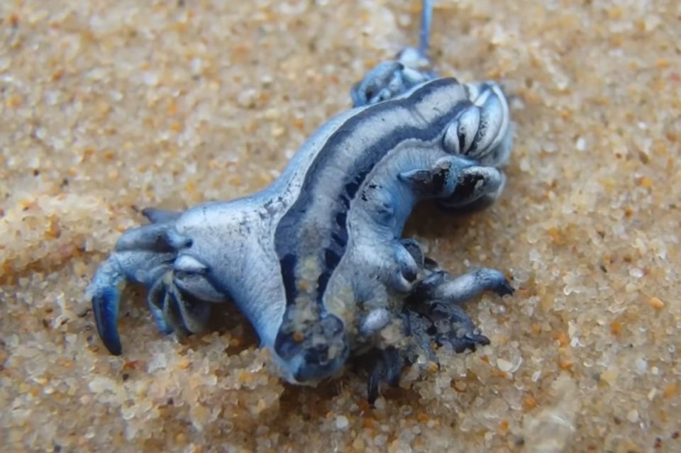 ВИДЕО: Мало суштество ги затвора плажите во Шпанија, неговиот отров е многу силен