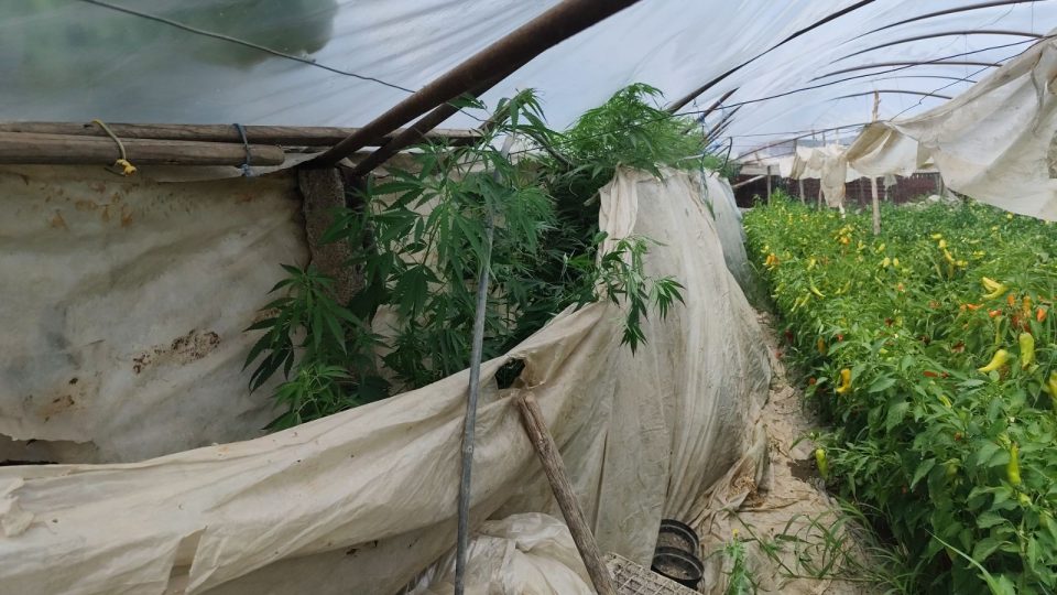 Претрес во Стојаково, пронајдена дрога, кривична пријава и притвор за едно лице (ФОТО)