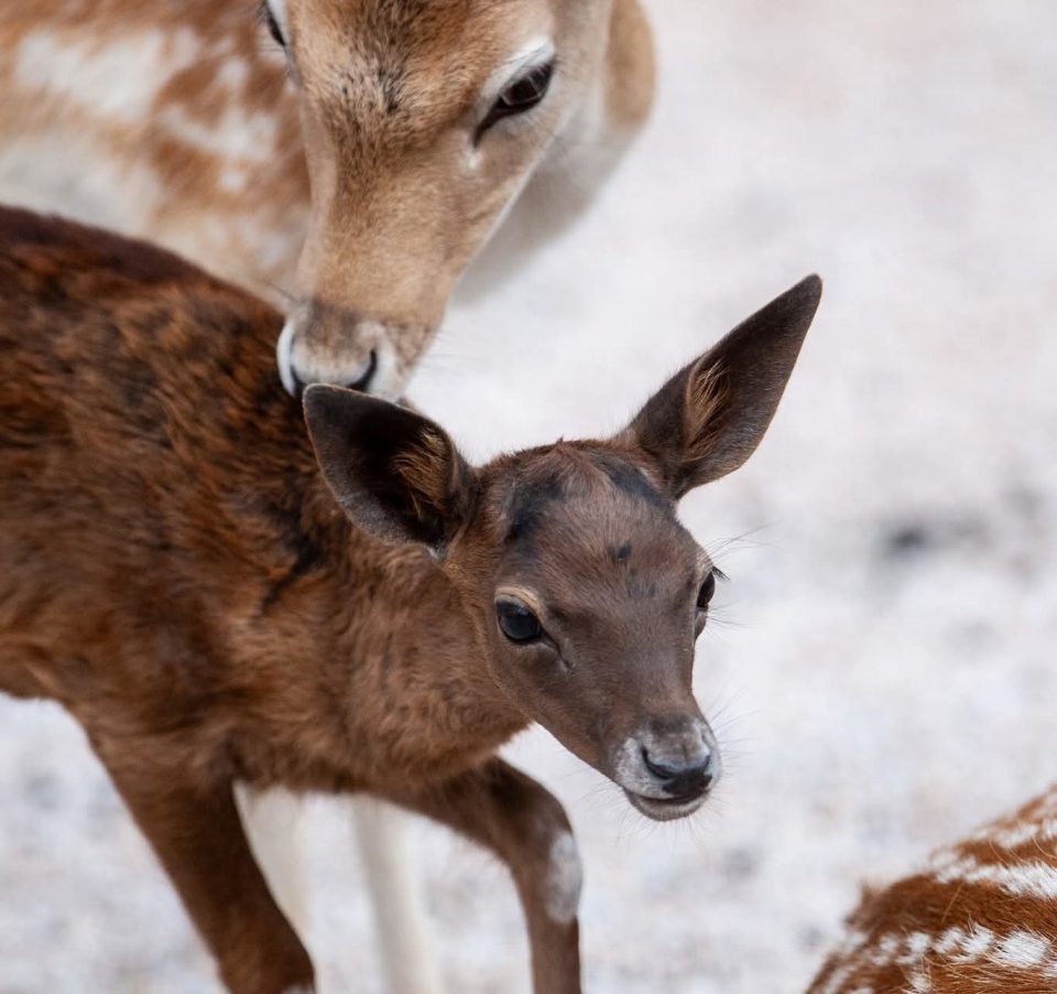 (ФОТО) ЗОО Скопје: Нов жител ни донесе многу радост!