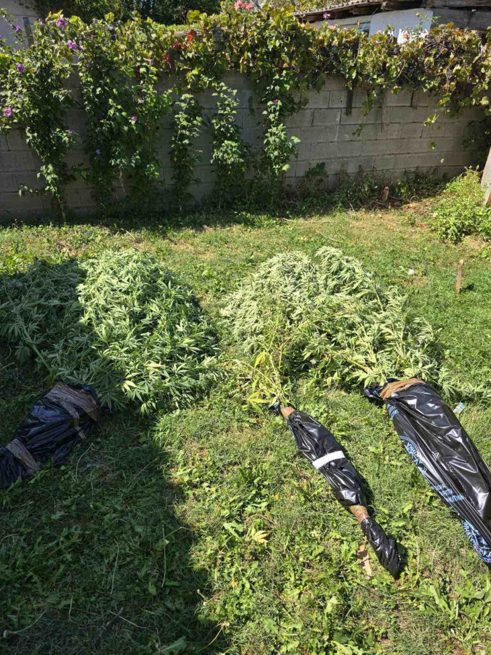 Кривична пријава против двајца скопјани, одгледувале канабис во нивните дворови