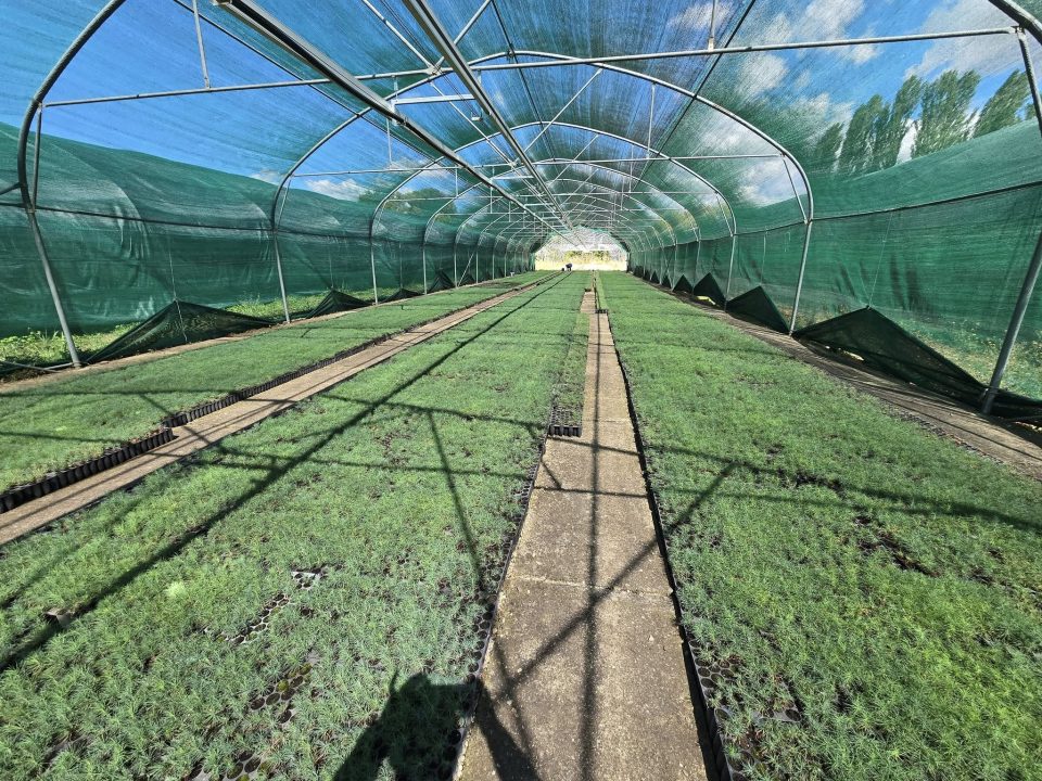 Двојно е зголемено производството на садници во кумановската подружница на „Македонски шуми“