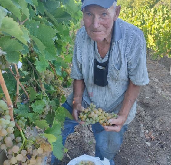 Дедо Трајко на 95 години бере грозје: Никој да не се плаши од работа, работата го одржува човекот