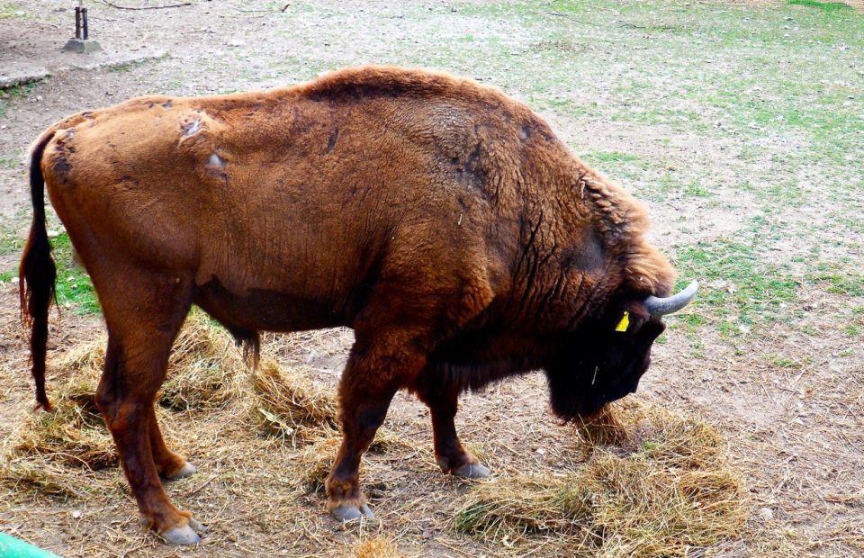 Угина европскиот бизон во ЗОО Скопје