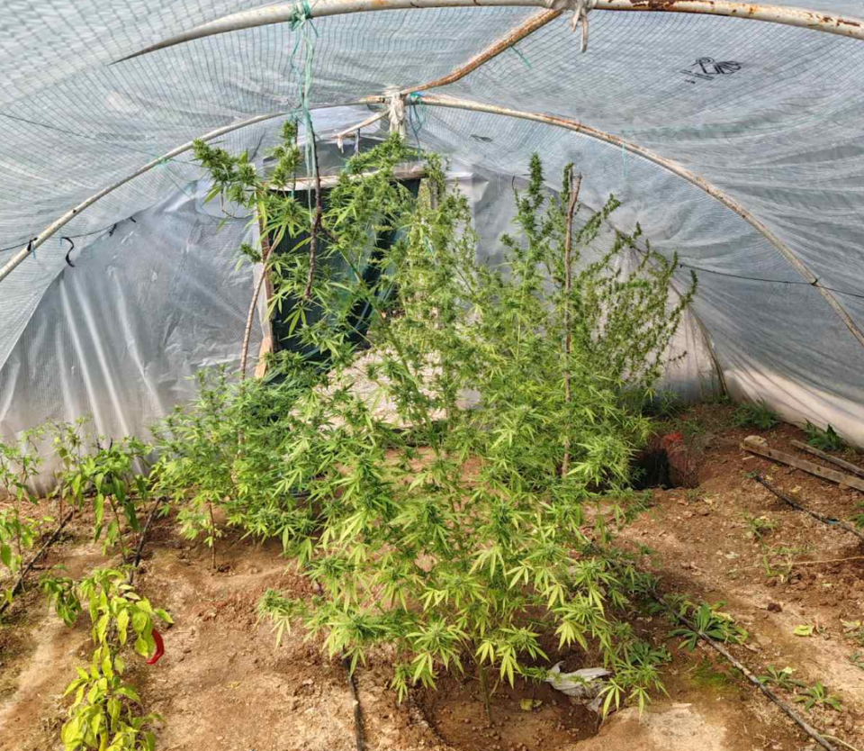 Претрес во скопско: Пронајдени стебла канабис, приведено едно лице