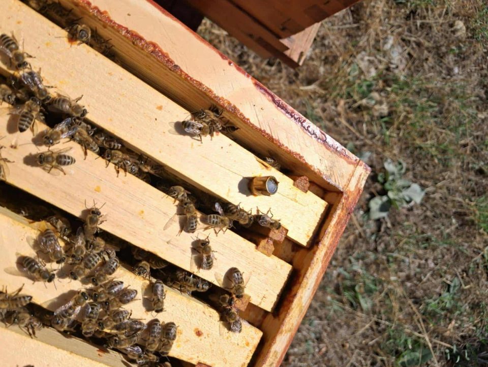 Неодговорност која можеше фатално да заврши: Залутан куршум пробил сандак со пчели