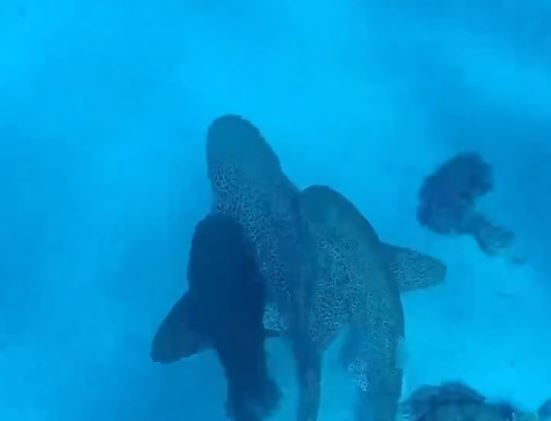 ВИДЕО: „Тројка во дивината“ – Научници снимиле парење на три ајкули