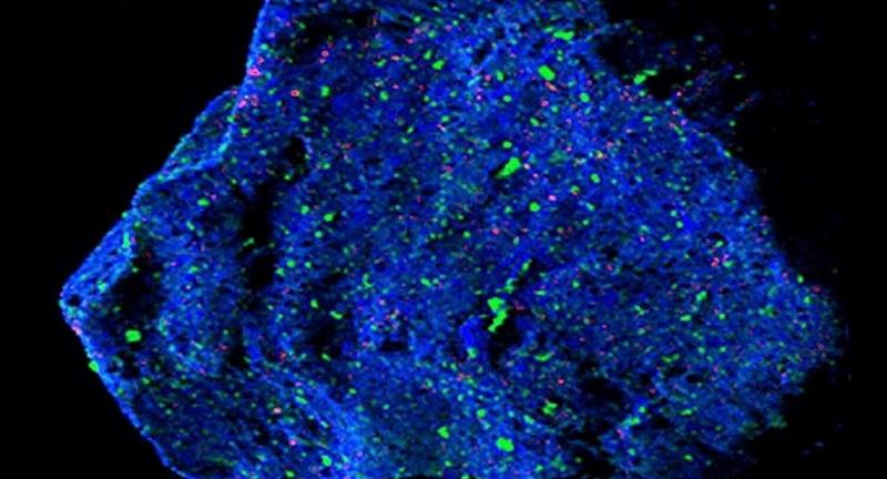 Астероидот Рјугу содржел повеќе вода отколку што научниците сметаа дека е можно
