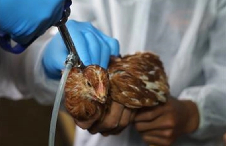 Франција прогласи високо ниво на тревога поради птичји грип