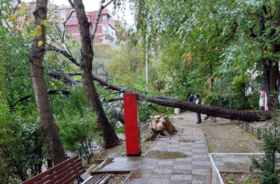 ПО СВАДБА, ТАПАНИ: Општина Центар ги отстранува паднатите дрвја, кои не ни смееле да бидат таму