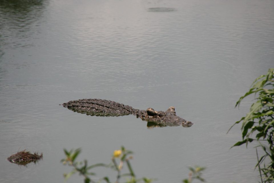 Река во Австралија полна со крокодили прогласена за погодна за ОИ 2032