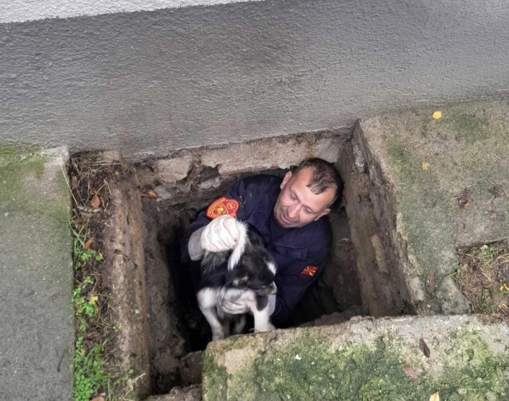 Пожарникарите од Старо Нагоричане спасија куче паднато во шахта