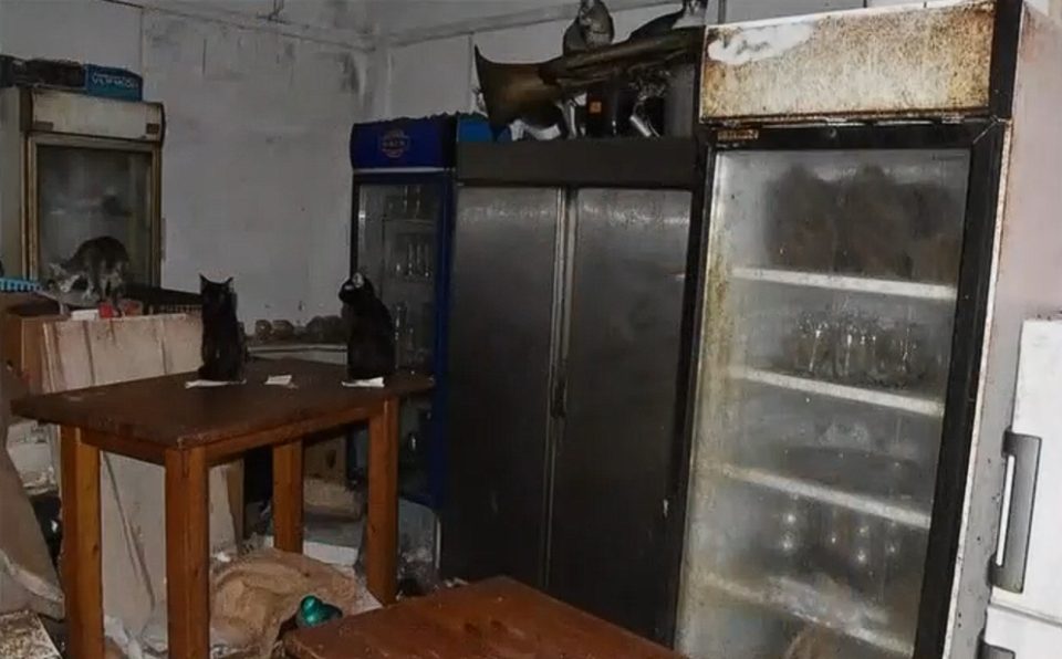 Човек затворил 58 мачки и ги мачел, осуден на 1,7 милиони евра