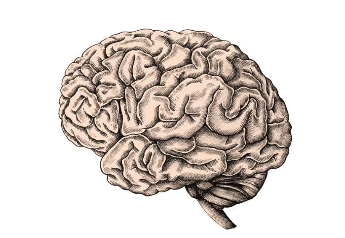 Научно истражување: Четири клучни возрасти за мозокот