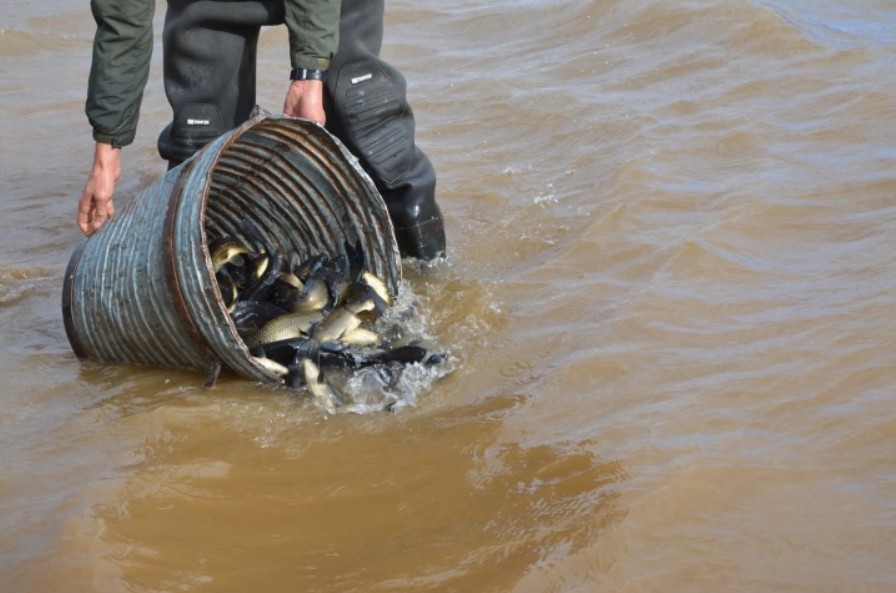 Реализирано есенско порибување во Национален парк „Маврово”