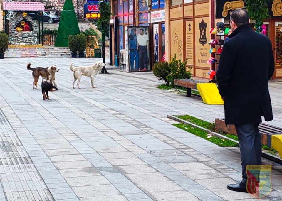 ФОТО: Акција за заловување на кучиња скитници во Кичево