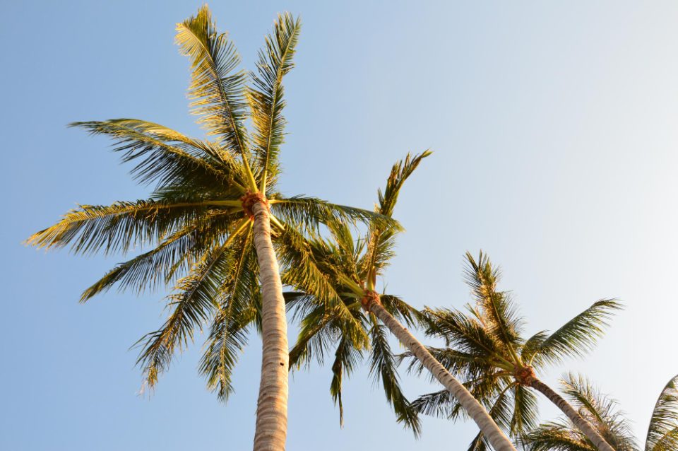 Во Рио де Жанеиро процветаа палми кои цветаат само еднаш, засадени во 1960-тите