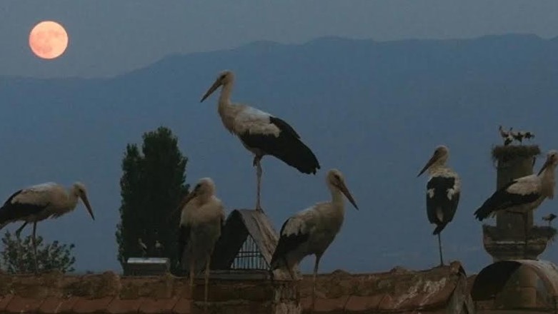 Прогнозите не се остварија: „Приказната за Силјан“ не влезе во финална оскаровска трка