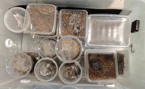 Ужас во куќа во Белгија: Пронајдени околу 150 тарантули, меѓу нив и најотровните