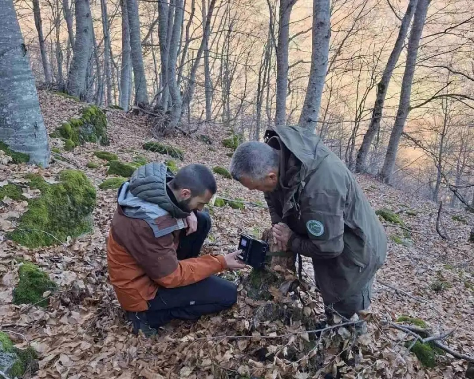 НП Шар Планина го засилува мониторингот на балканскиот рис