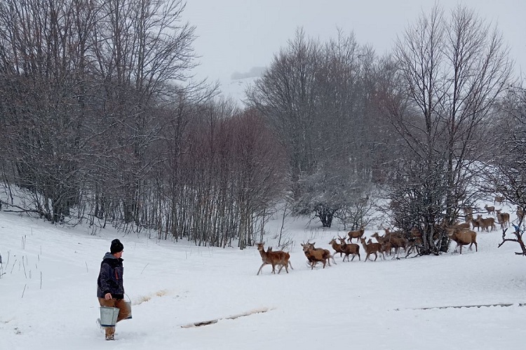 Ефекти од работата на ТРОЈЦА РЕНЏЕРИ во НП Галичица: Од 30, сега има 200 елени во Националниот парк!