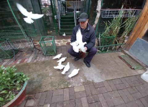 Еден конгрес го дели македонскиот гулаб-вртач да биде регистриран и признат како автохтон