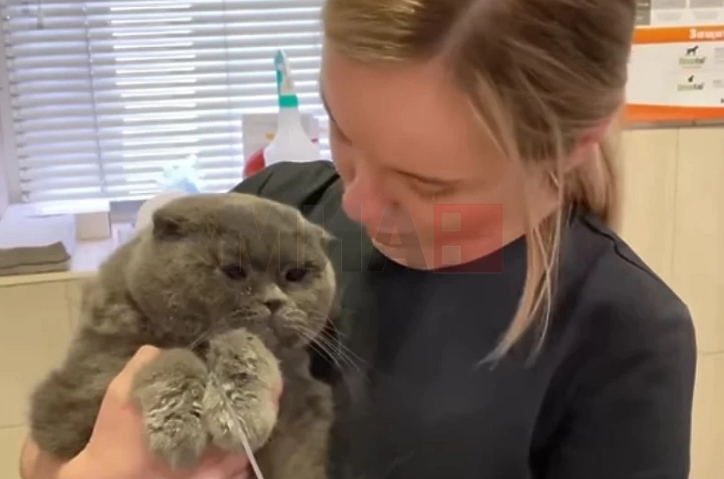 Мексиканска фирма го вработи мачорот Мјаурисио како „менаџер за емоционална поддршка“